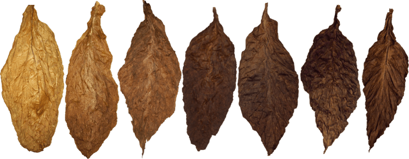 Comparison of Cigar Wrappers