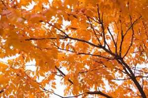 fall, autumn leaves, leaves, tree, plant, red, orange, cool, season